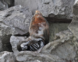 Galapagos Fur Seal