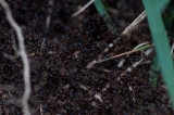 Ants