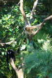 Hangin Around, Adelaide Zoo