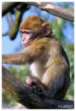 Barbary macaque