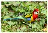 Golden mantled rosella