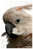 Moluccan cockatoo