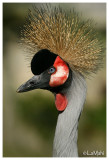 Crowned crane