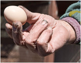 Hands - Egg - Cooper.jpg