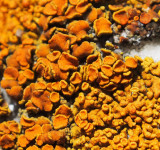 Fungi on old gravestoneRichardAnderson.jpg