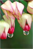 PAIRS_Pair of Drops_DaveC.jpg