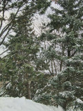 Snow-1.jpg