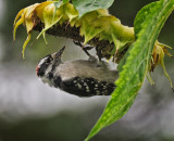 Downy Woodpecker