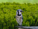 Blue Jay