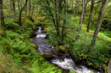 _DSC7375a1080.jpg