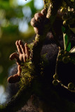 Chimp Hands In Tree Kibale 2011