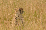 Cheetah 07a.jpg