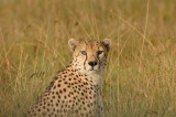 Cheetah 07c.jpg