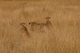 Cheetah 07e.jpg