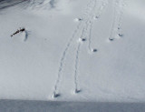 Avalanche Lilliputienne