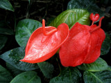 Une fleur au coeur rouge