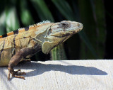 Iguane