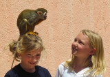 Un singe bien dressé