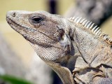 L'Iguane de Tulum