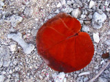 la feuille rouille sur la plage