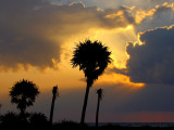 Silhouette des cocotiers