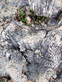 corail en nid d'abeilles