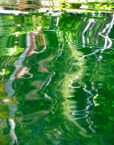 feuilles en reflets verts