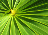 abstraction végétale
