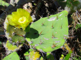 la fleur jaune du cactus
