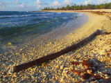 La plage au tronc
