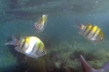essai de plongée sous-marine