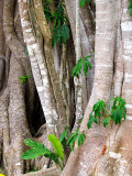 mangrove ou paltuviers