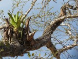 plante aerienne du type broméliacée