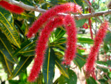 curepipe floral