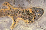fossile reptilien,  Miguasha