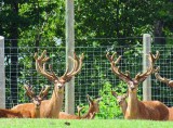 Cerfs en captivité