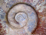 ammonite format gant