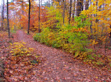 Là ou va l'automne