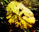la feuille qui agonise