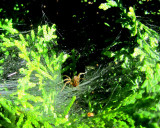 L'araignée sur fond vert