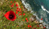 La falaise aux fleurs.jpg