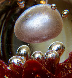 Bulles de vide