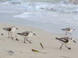 bécasseaux sur la plage
