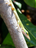 petit lézard vert