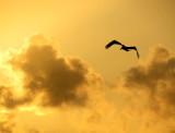 Silhouette de pélican