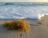 Algues sur plage