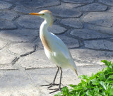 aigrette ou hron garde boeuf