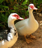 Canards cubains