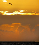 L'oiseau