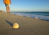Coquillage en péril